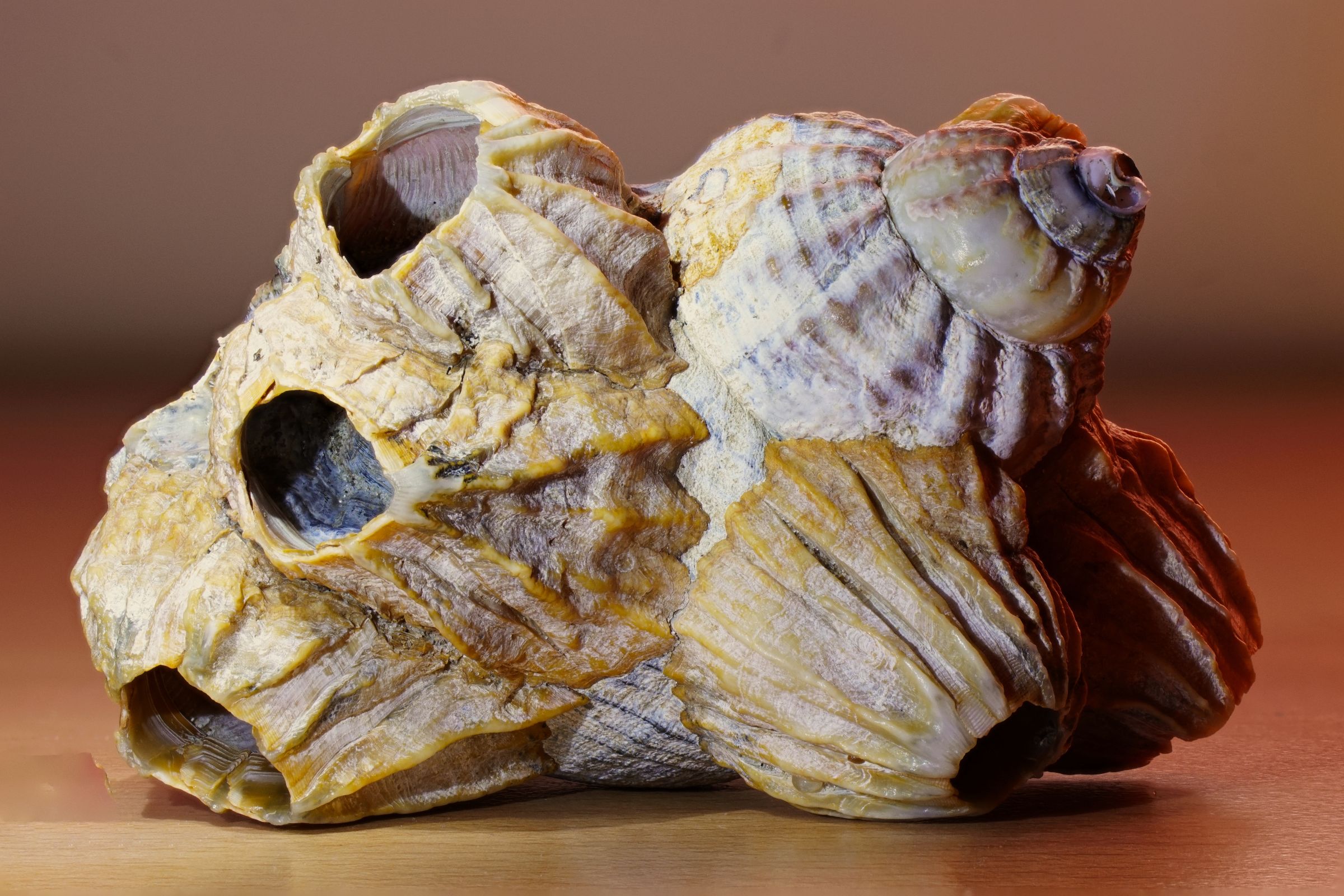 Muschel gefunden Vejers Strand